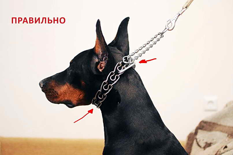 ᐉ как правильно использовать строгий ошейник для собак - ➡ motildazoo.ru