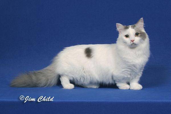 Порода кошек наполеон (менуэт): фото и описание - kotospravka
