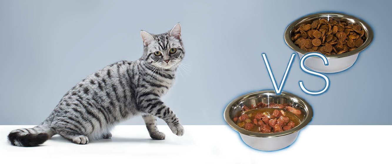 Можно ли кормить кошку сухим и влажным кормом одновременно: рассказываем подробно и понятно