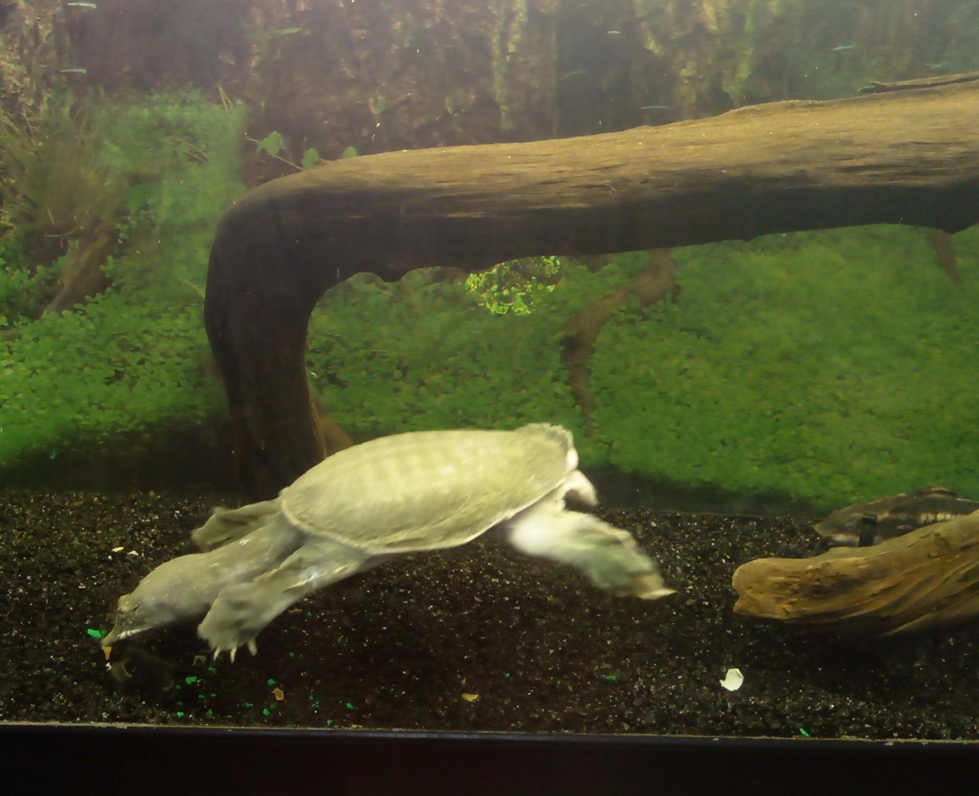 Трионикс: дальневосточная мягкотелая черепаха с длинной шеей, содержание в домашних условиях, размножение