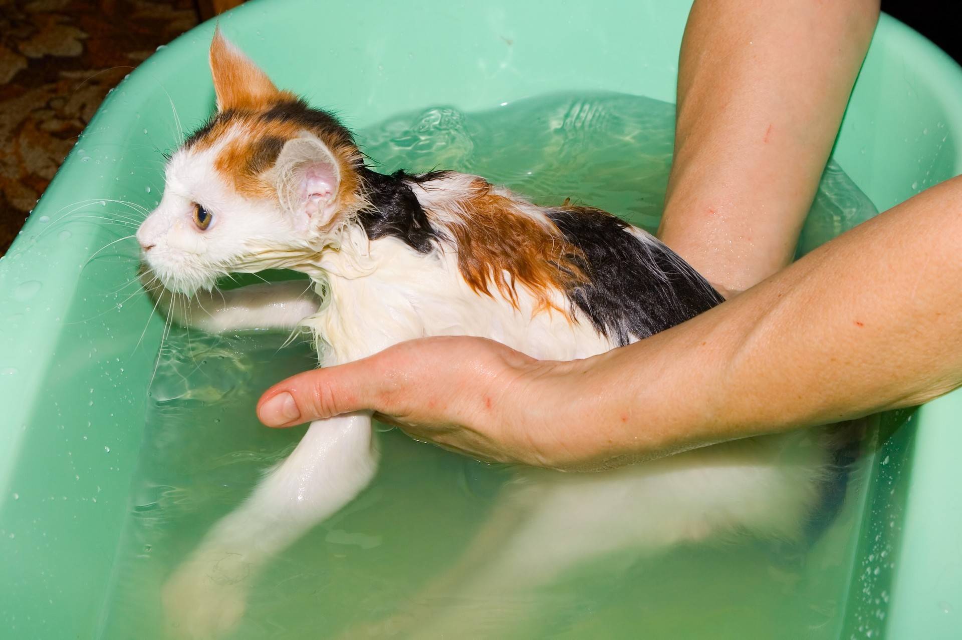 Можно ли мыть кошку обычным шампунем для людей, если нет специального?