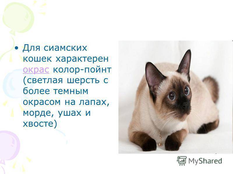 Сиамская кошка: описание и характер породы, основы ухода, фото