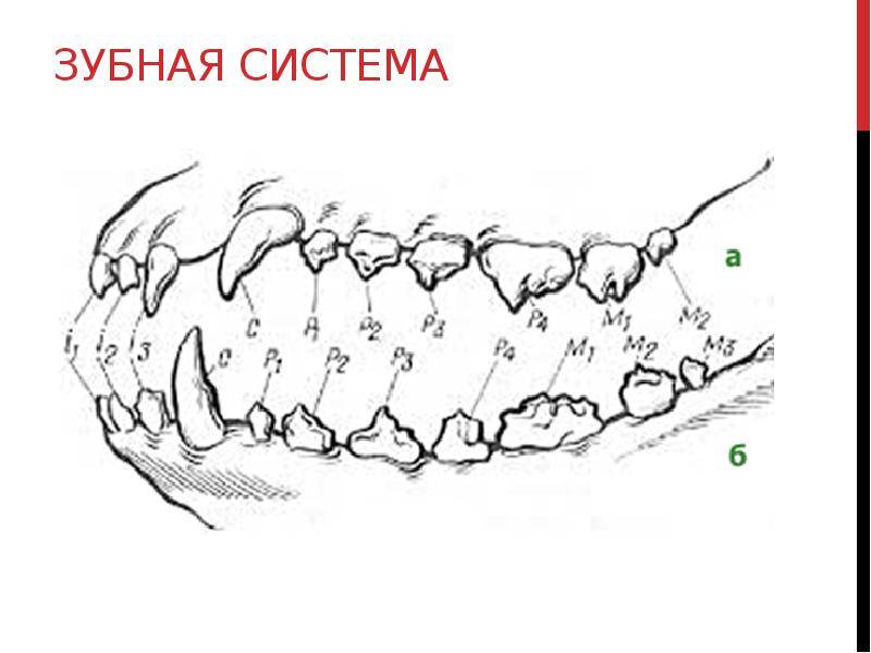 Расположение зубов у собак схема