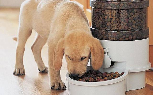 Почему собака не ест сухой корм и что с этим делать