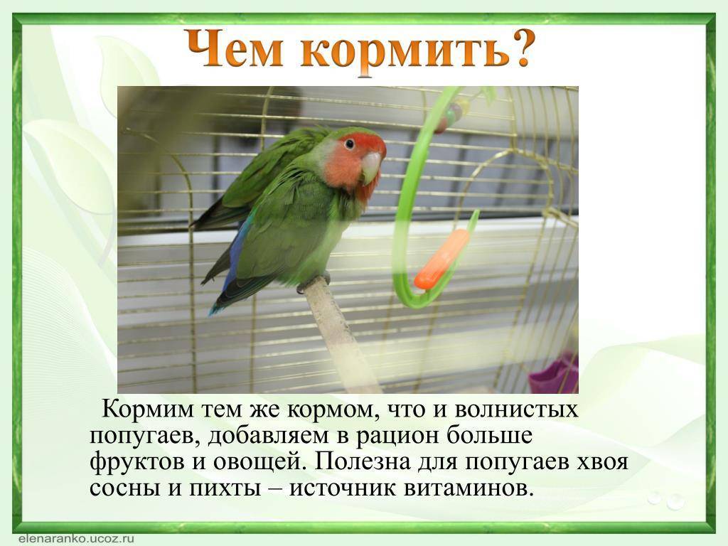 Чем кормить попугая