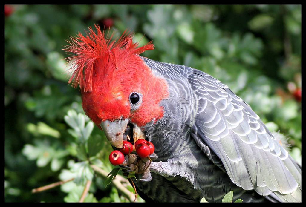 Сколько лет живут попугаи: волнистые, корелла, ара, какаду, жако