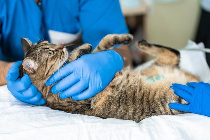 Как усыпляют кошек в ветклиниках – эвтаназия в домашних условиях
