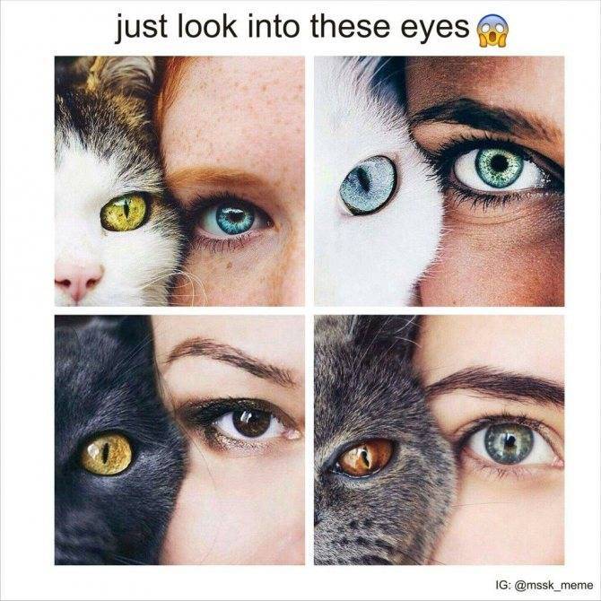 Когда, в каком возрасте у котят цвет глаз меняется с голубого на другой, почему это происходит?