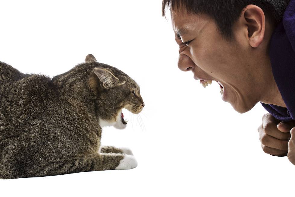 Чем отпугнуть кошек, чтобы не гадили, какие запахи не любят коты