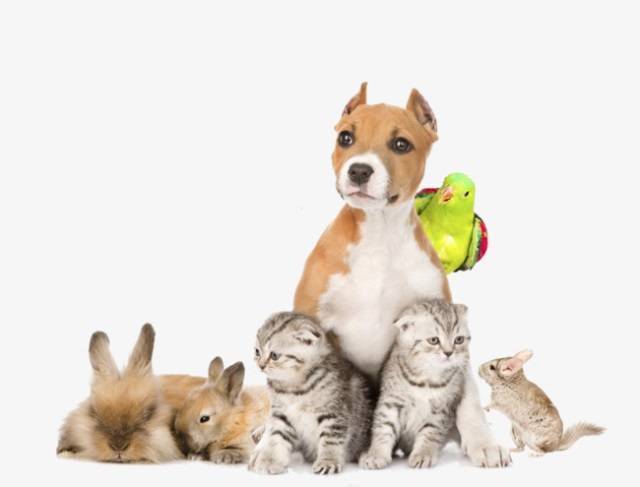 Коронавирус у домашних животных: болеют ли собаки, кошки, хомяки covid-19