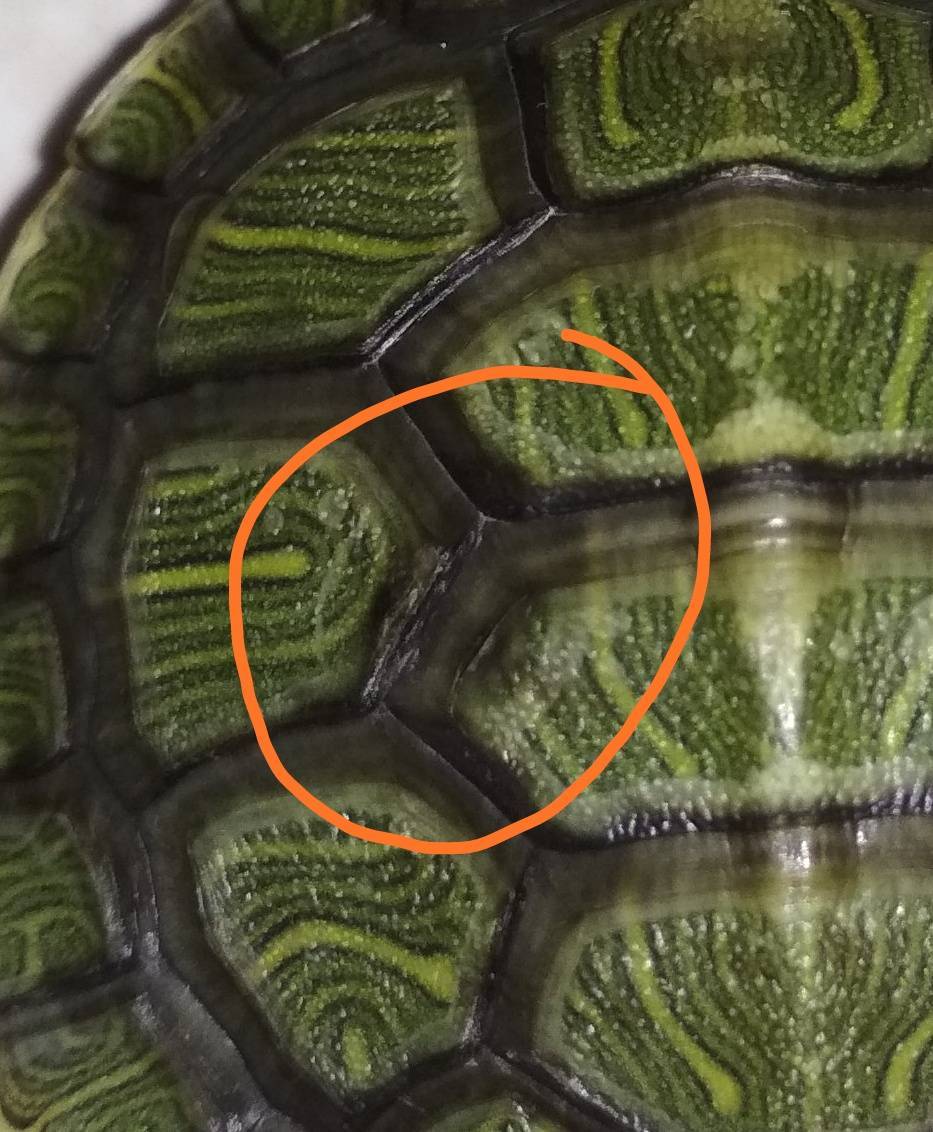 Как определить возраст черепахи? продолжительность жизни черепах
