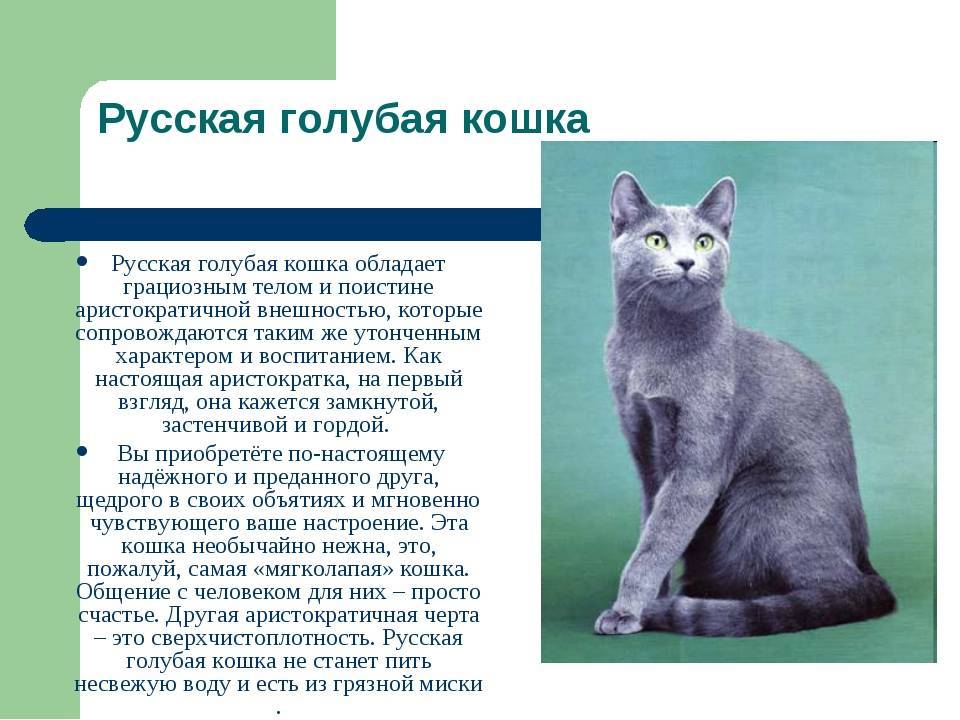 Русская голубая кошка: описание породы, фото,  уход и содержание | zoosecrets