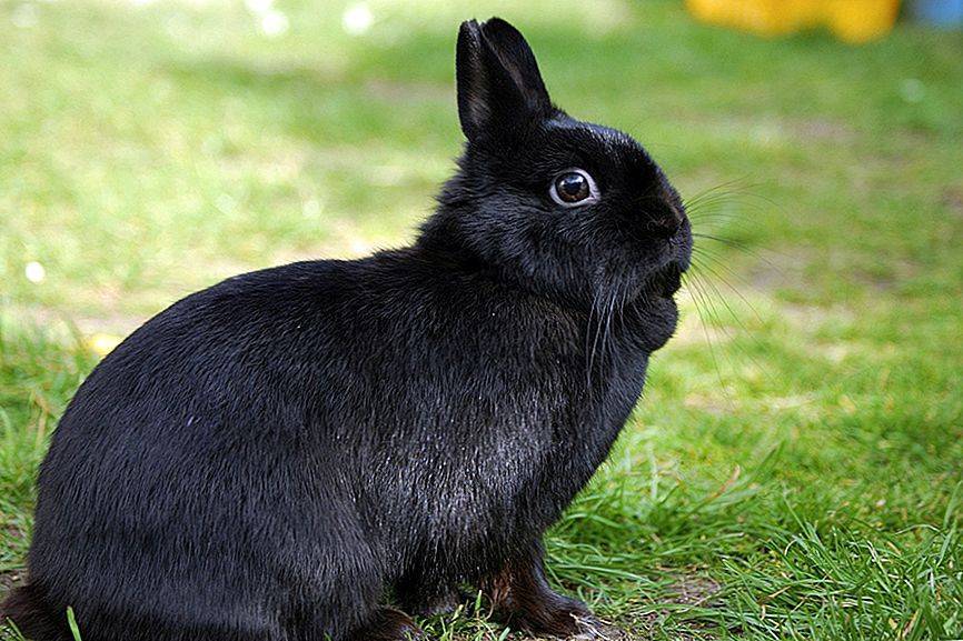 Нидерландский карликовый кролик: описание породы и характеристики, уход