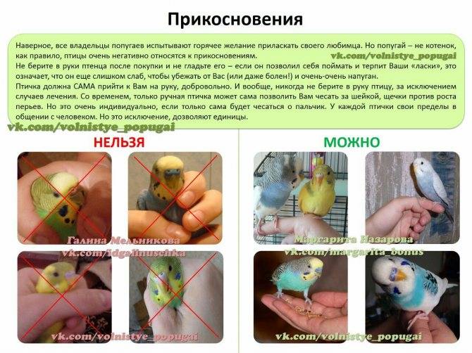 [новое исследование] можно ли попугаям петрушку и укроп (волнистым и корелле): как часто, в каком виде и сколько