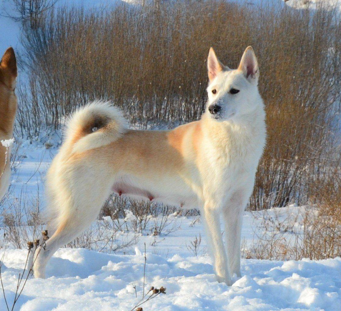 Русская лайка фото собаки