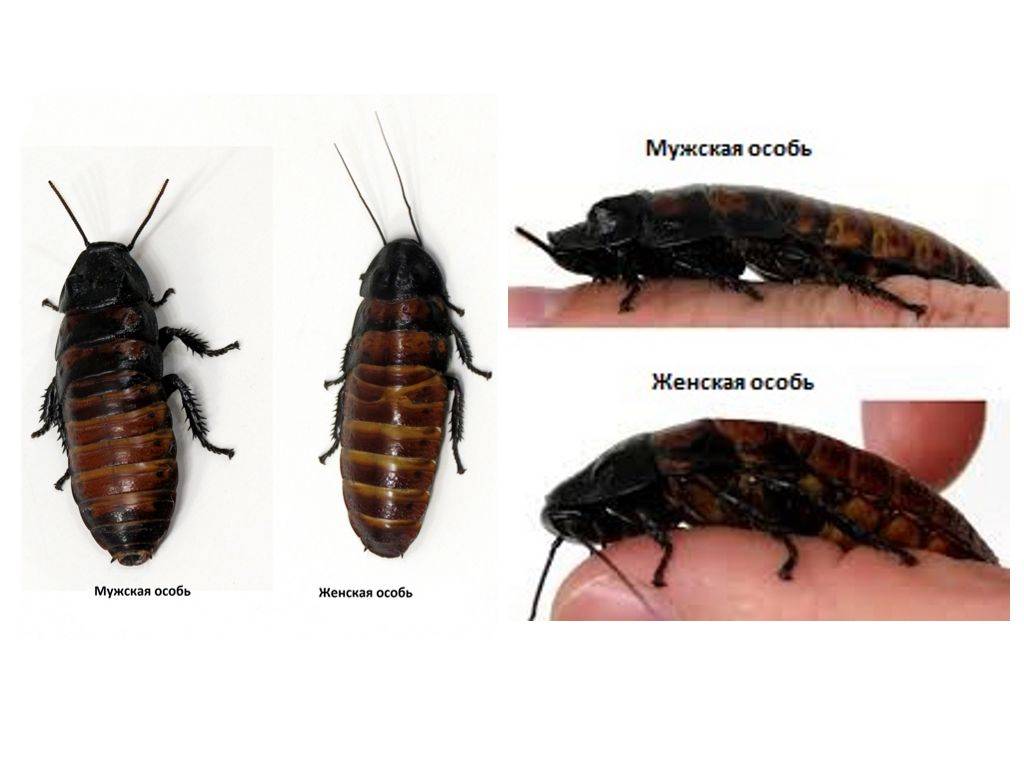 Как определить пол мадагаскарского таракана?