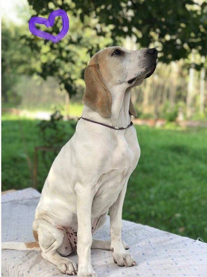 Порселен (фарфоровая гончая): описание породы собак с фото, видео