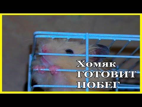 Hamster.ru - сайт о хомяках - подробно на тему... - как найти и поймать сбежавшего хомячка