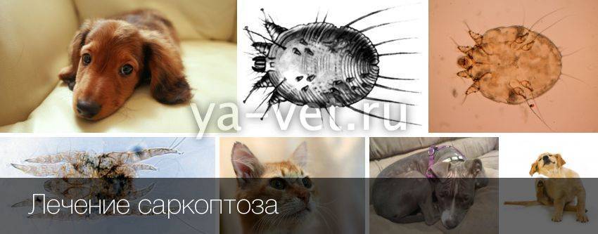 Саркоптоз у кошек: характеристика, симптомы, лечение
саркоптоз у кошек: характеристика, симптомы, лечение