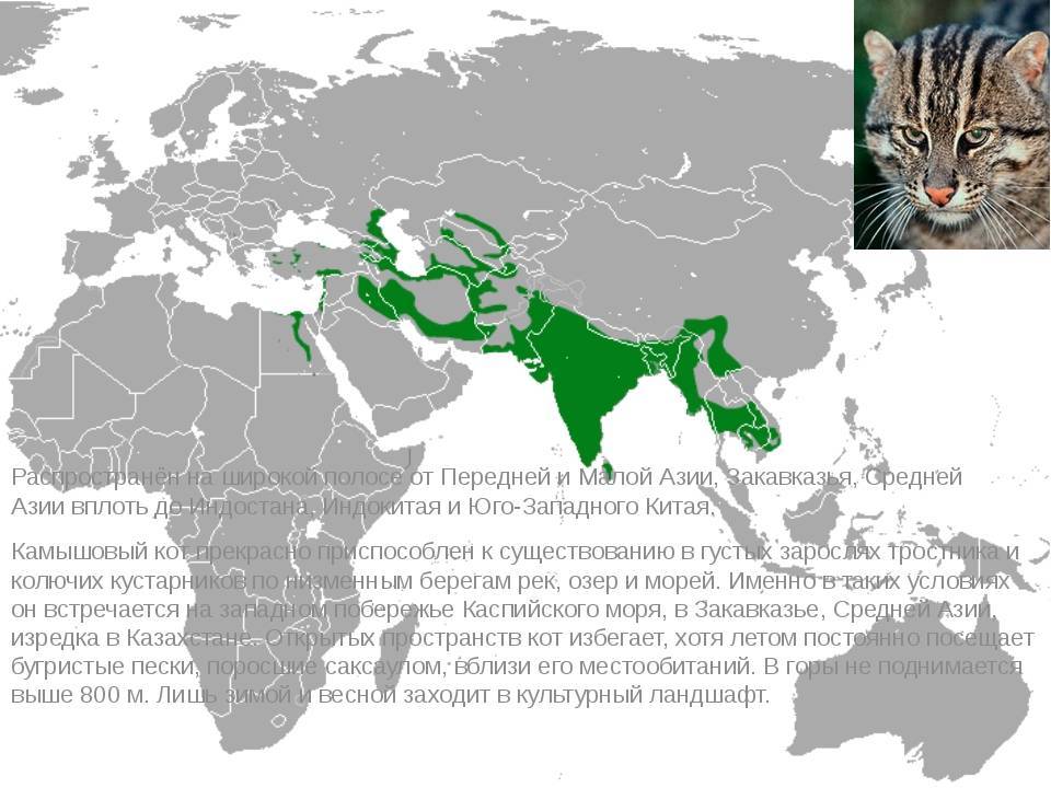 Камышовый кот — история происхождения породы, как выглядит на фото, где обитает и чем питается