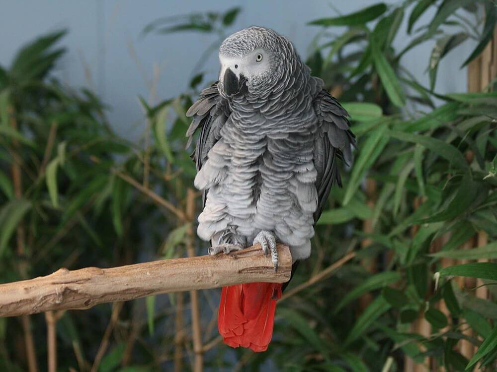 Как ухаживать за попугаями жако (серый попугай)