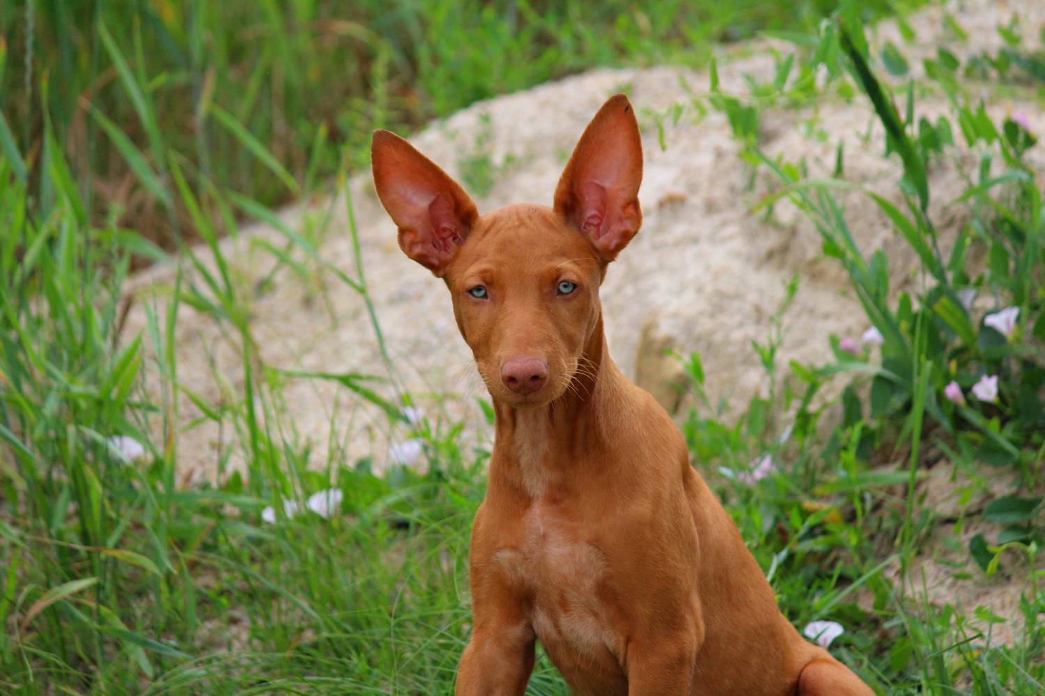 Фараонова собака: энергичный пес для охоты и преданный домашний любимец - kot-pes