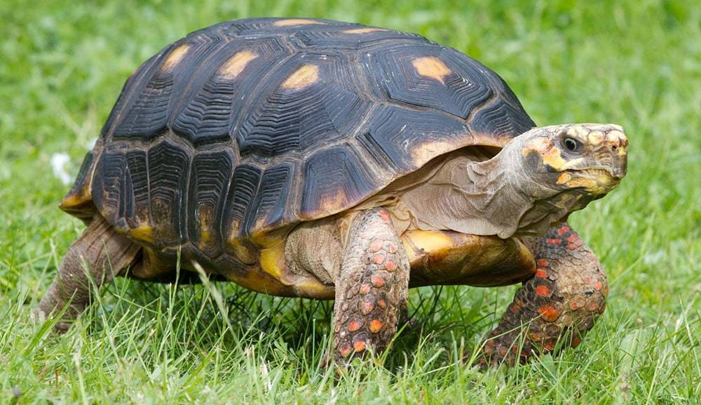 ᐉ интересные факты о черепахах для детей и взрослых - zoopalitra-spb.ru