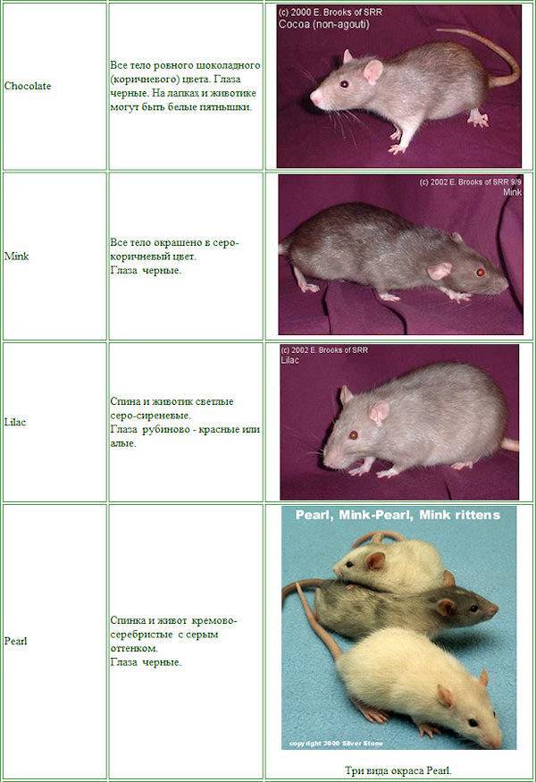 Разновидности крыс декоративных фото и названия