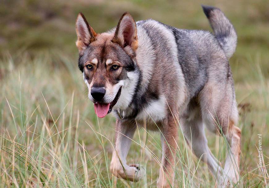 Собака-волк и похожие на волка породы: список с фотографиями