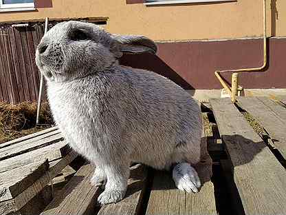 Кролик полтавское серебро — описание и характеристики породы
