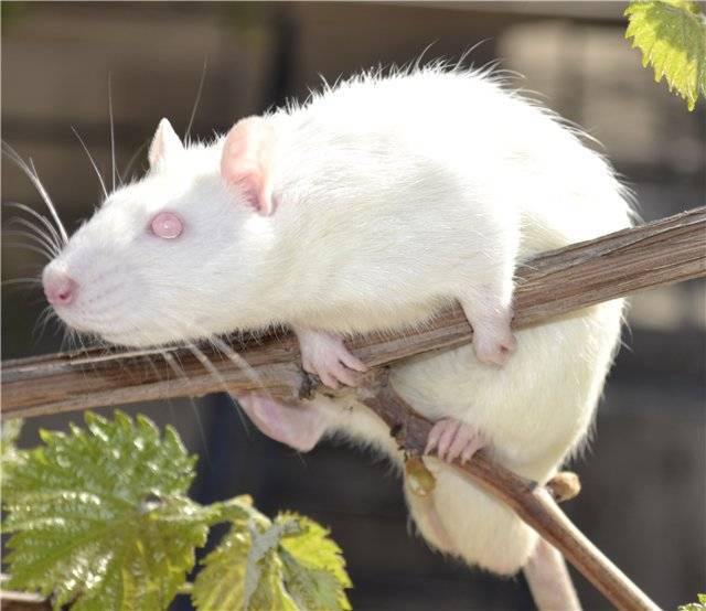 Белая крыса домашняя (альбинос): все о декоративном грызуне
