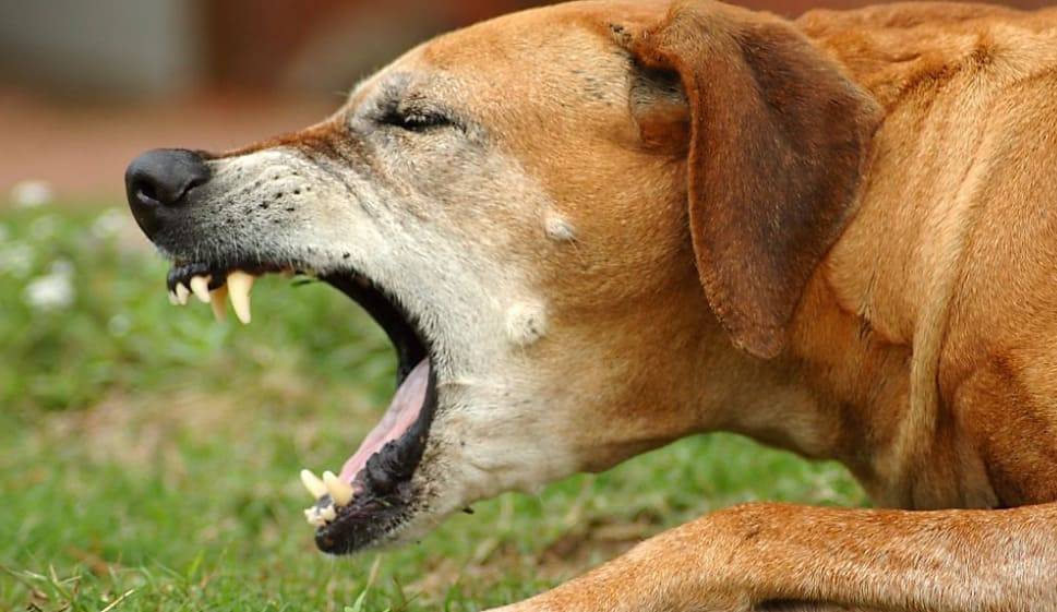 Вольерный кашель у собак
