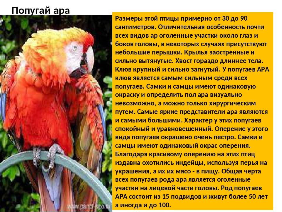 Сколько стоит попугай ара в россии в рублях и от чего зависит цена?