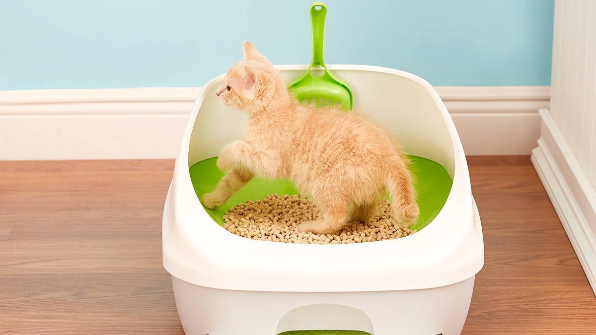 Как помочь котенку сходить в туалет. Туалет для кошек. Котенок в туалете. Унитаз для кошек. Наполнитель для туалета для котят.