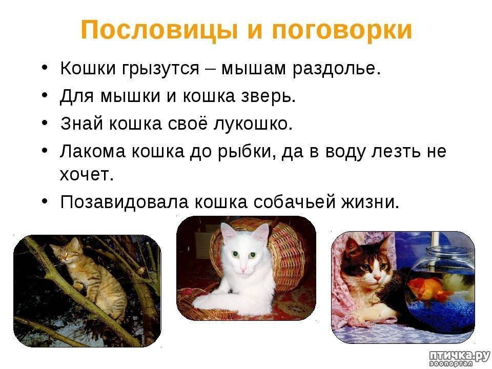 Трехцветная кошка в доме: приметы которые с ней связаны - помощник удачи