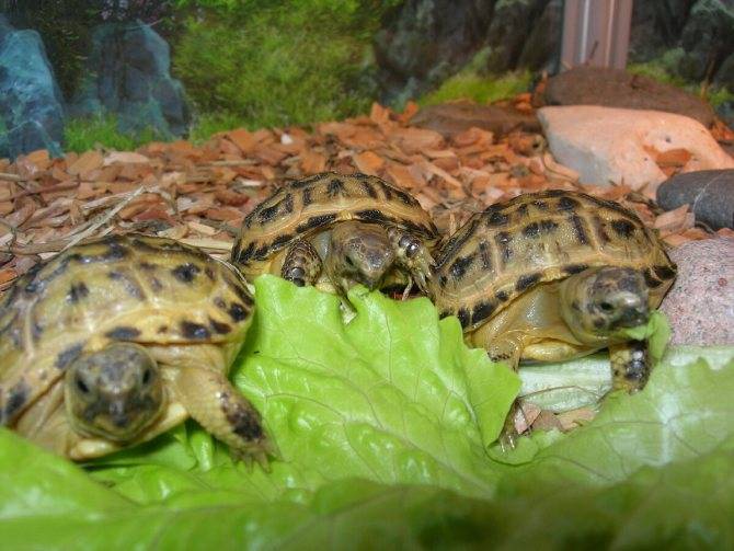 Сухопутная черепаха: содержание и уход в домашних условиях