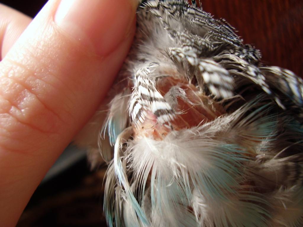 Почему выпадают перья у волнистого попугая