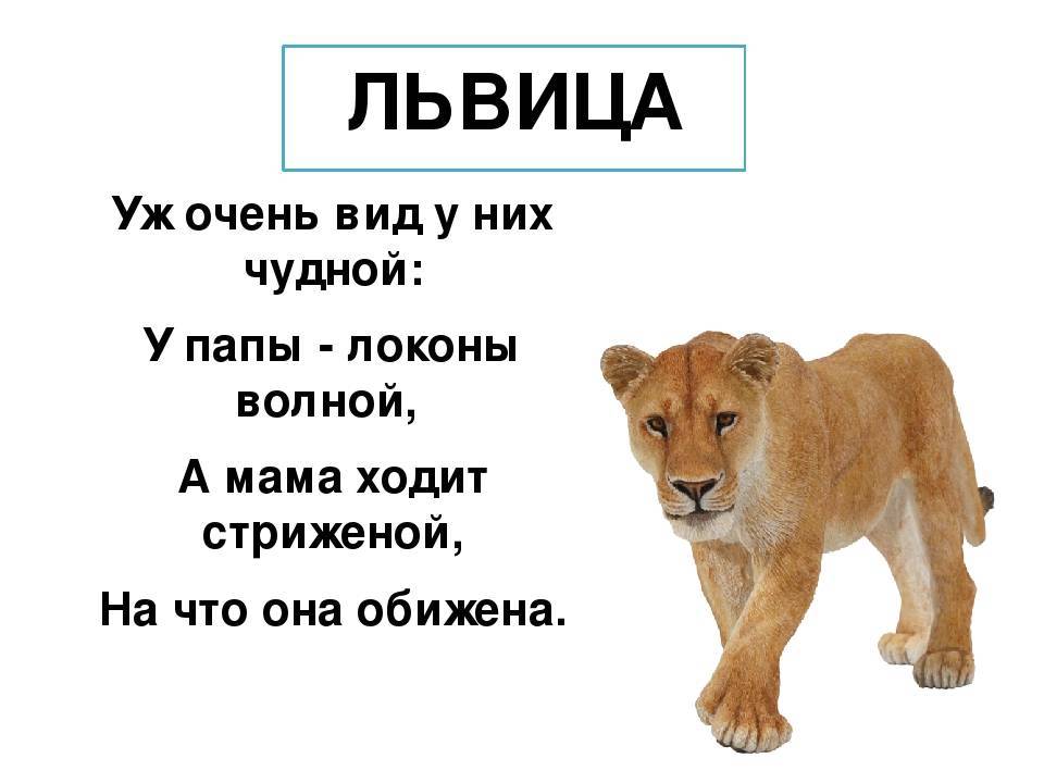 Загадки о животных 1 класс с ответами картинками презентация проект