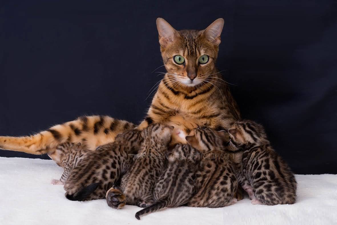 Выставка тщеславия: самые дорогие породы кошек