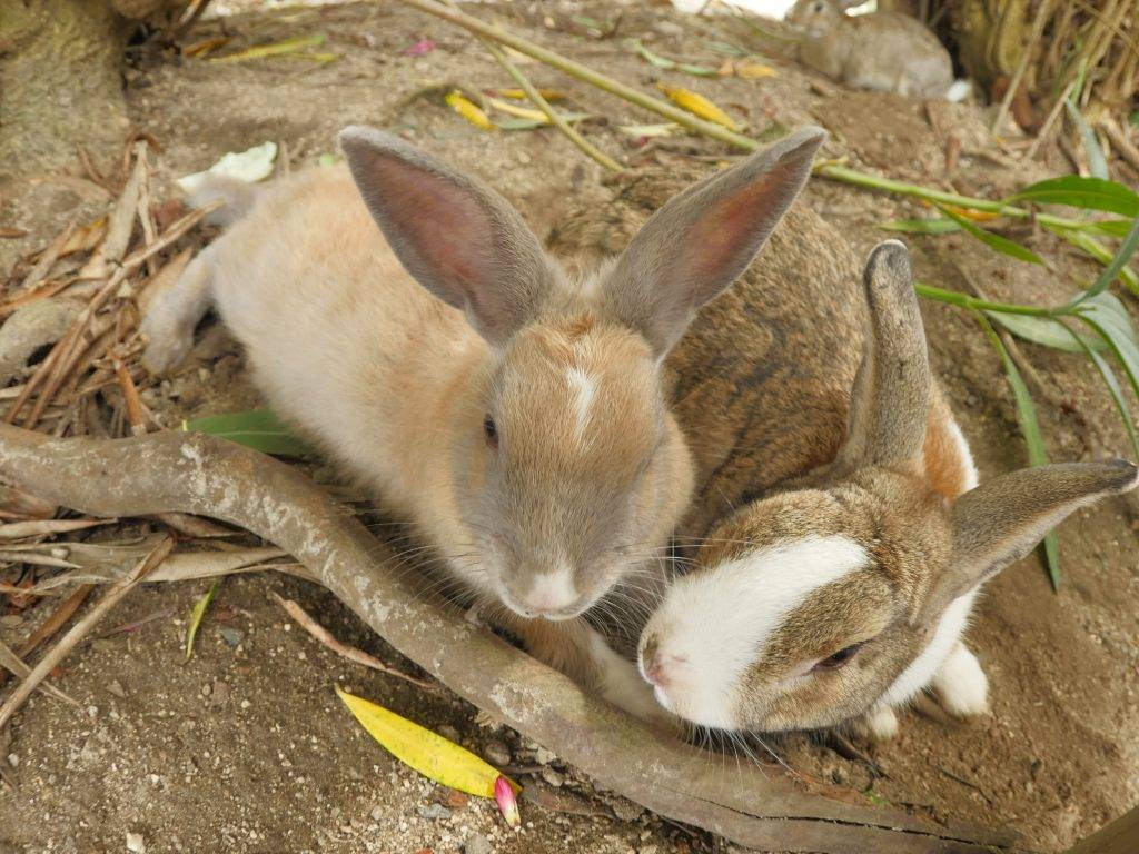 Можно ли кроликам редиску. Кролик и огурец. Кролик с кабачком. Кормление кроликов ботвой. Тыквенный кролик.