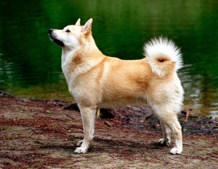 Норвежский бухунд (норвежская лайка): описание породы собак с фото и видео