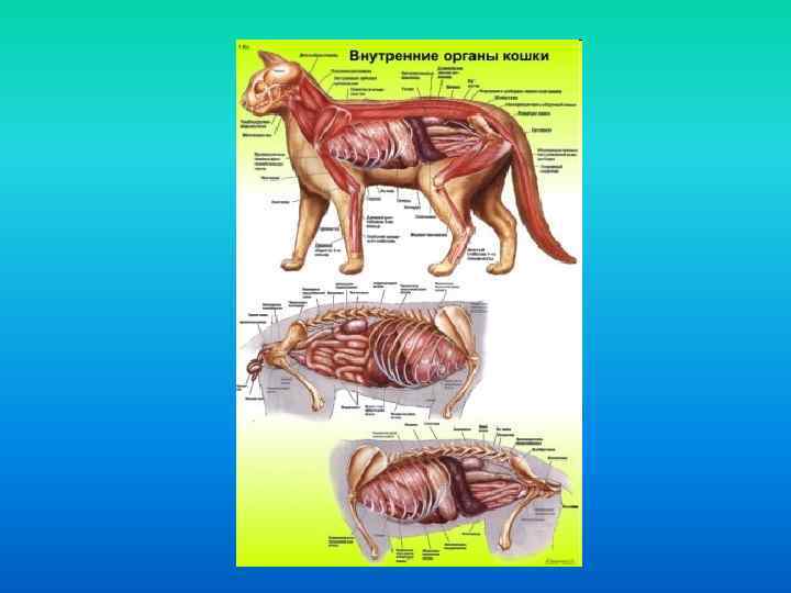 Анатомия кошки: строение тела и органов, интересные факты