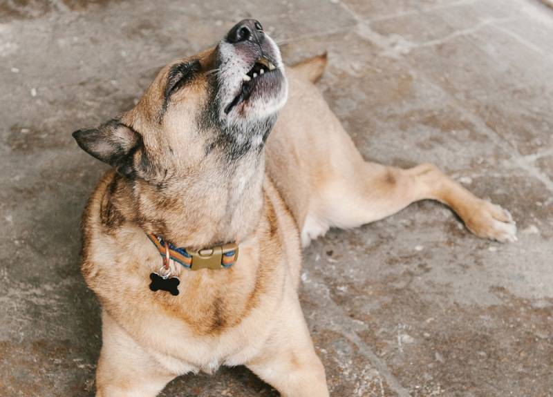7 причин, почему у собаки отказывают задние ноги: лечение, что делать - kotiko.ru