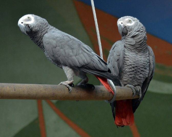 Серый попугай (жако) - продажа элитных попугаев