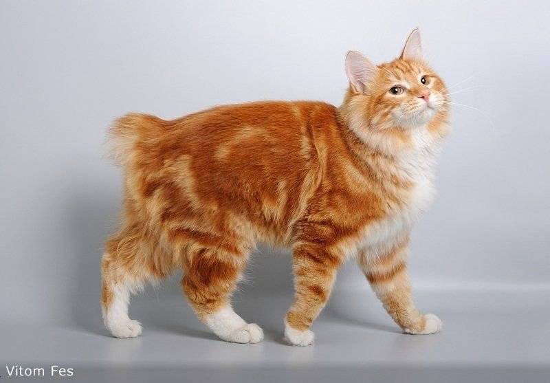 Порода кошек курильский бобтейл — описание и характеристика, характер, уход, разведение