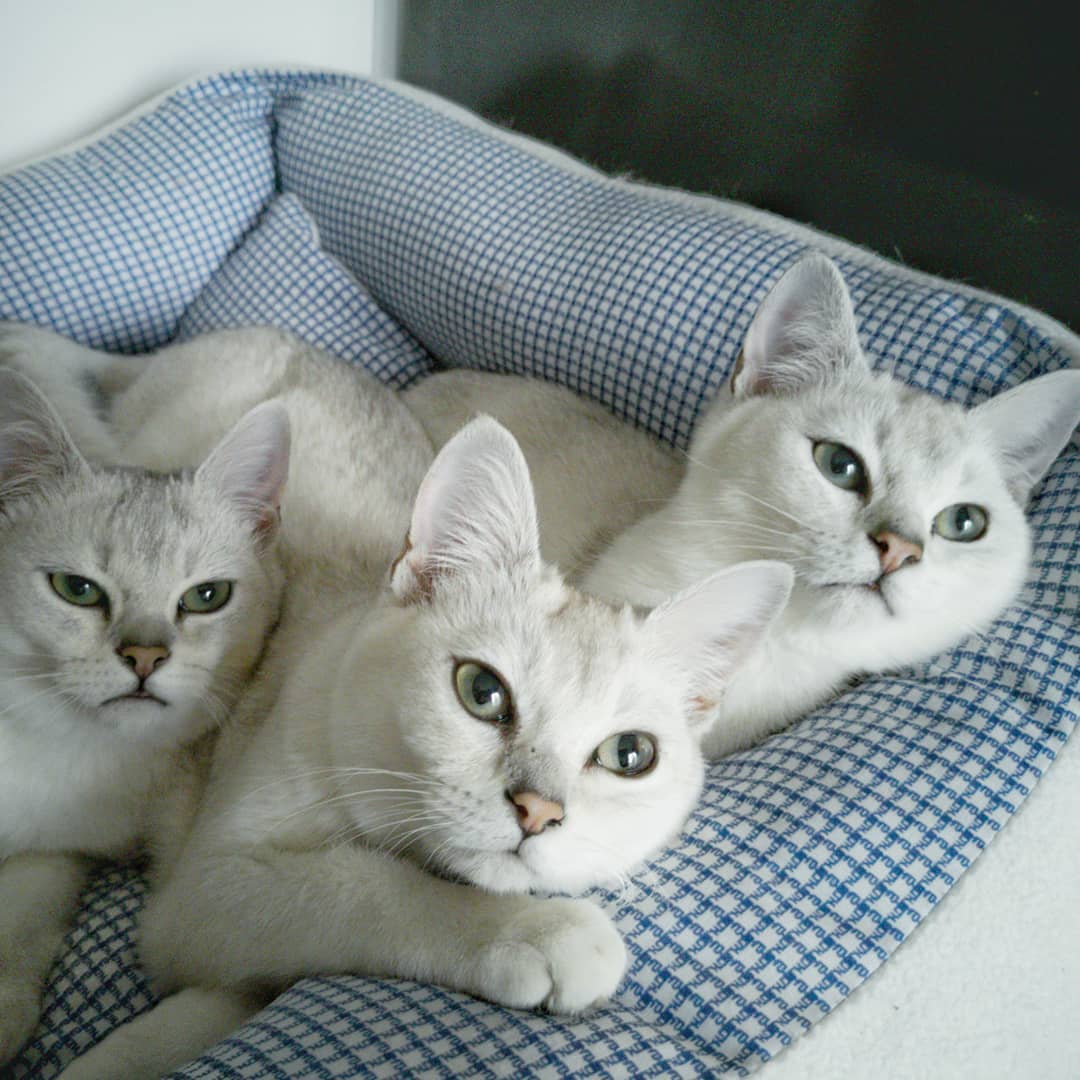 Кошки бурмилла: описание породы, характер, особенности ухода, история выведения