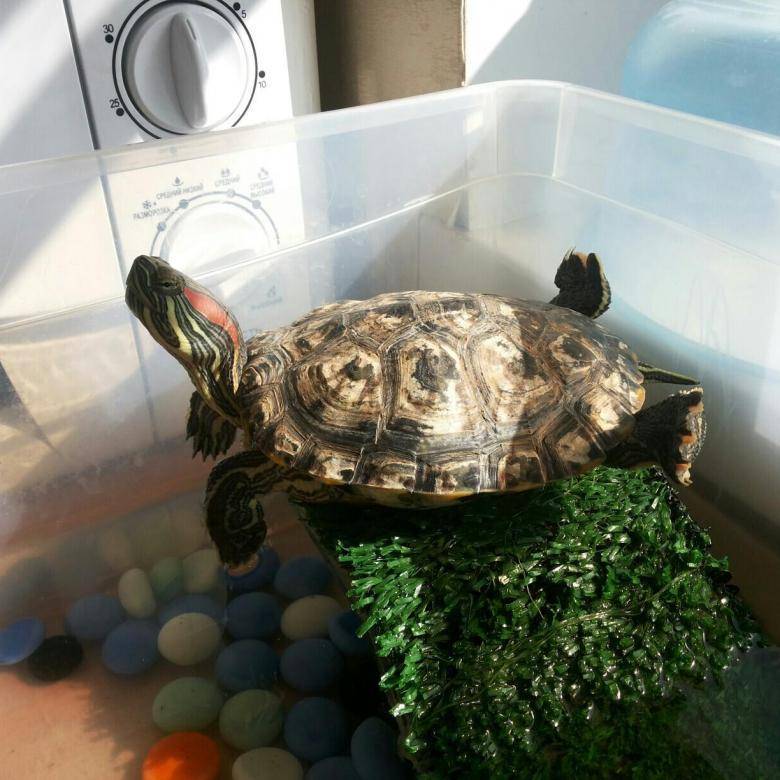 Как ухаживать за черепахой в домашних условиях: уход, правильное содержание, что нужно дома, чем кормить, вода, фото