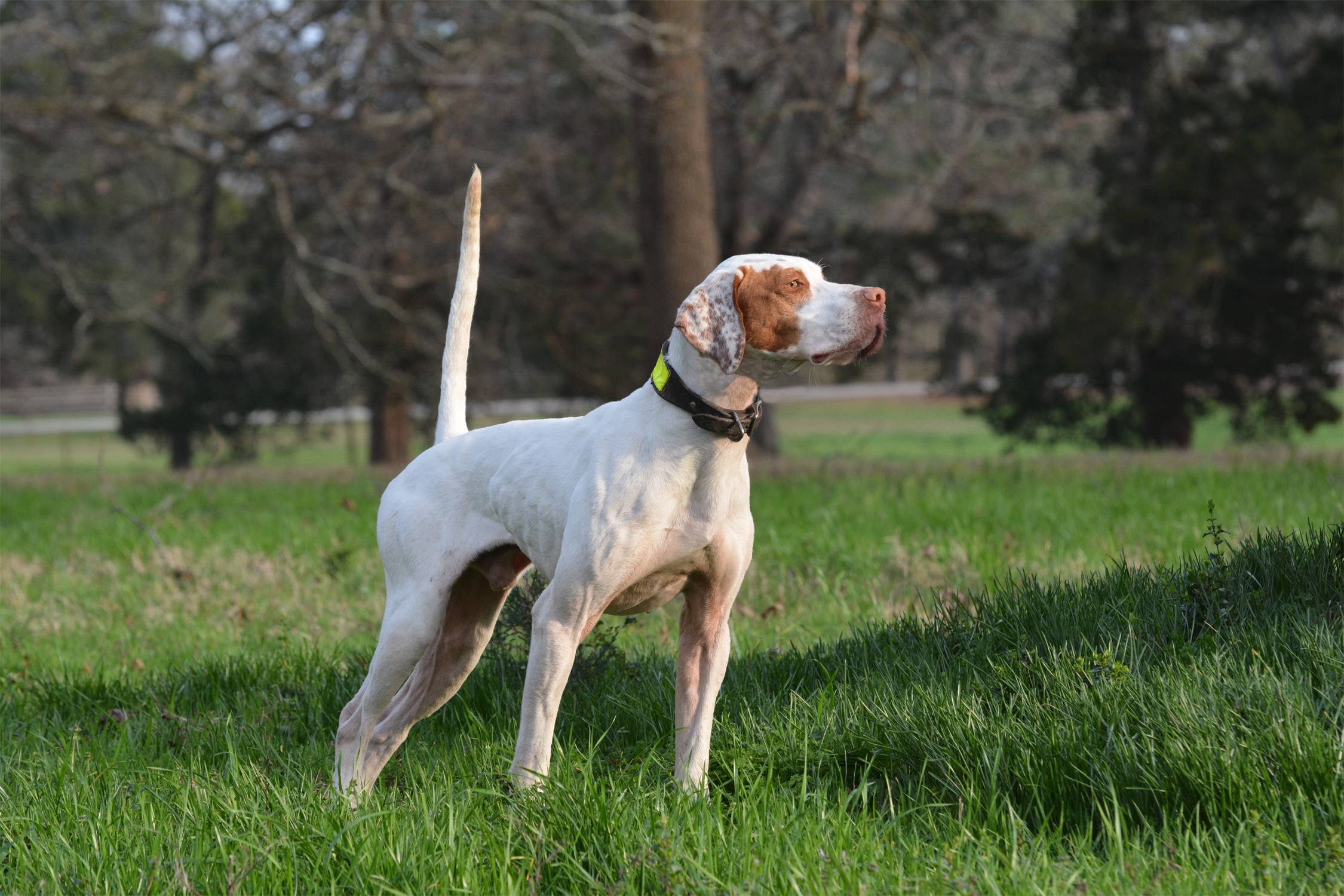 Английский пойнтер — фото, описание породы собак, особенности