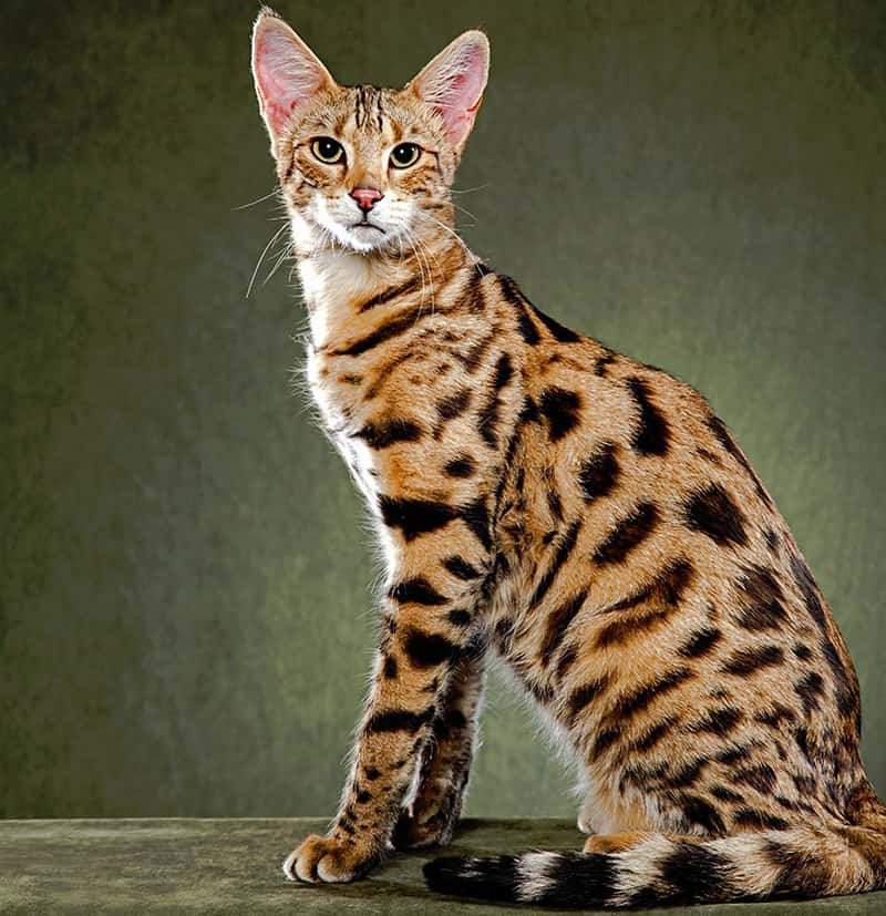 Самые красивые породы кошек в мире: описание и фото