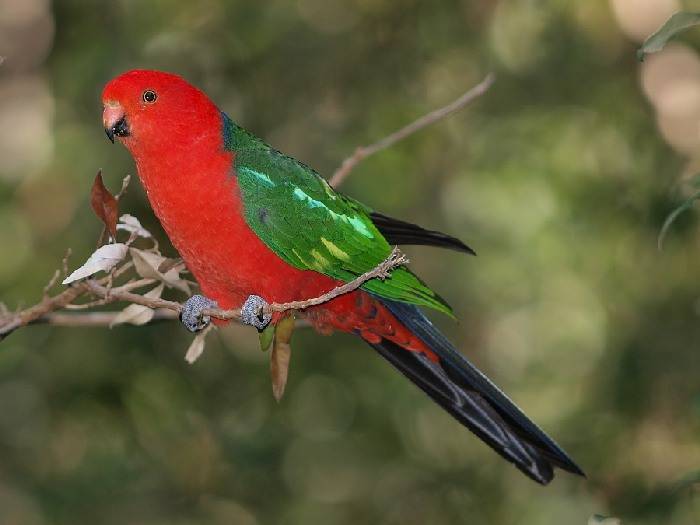 Королевский попугай (alisterus scapularis): фото, видео, содержание, разведение, купить